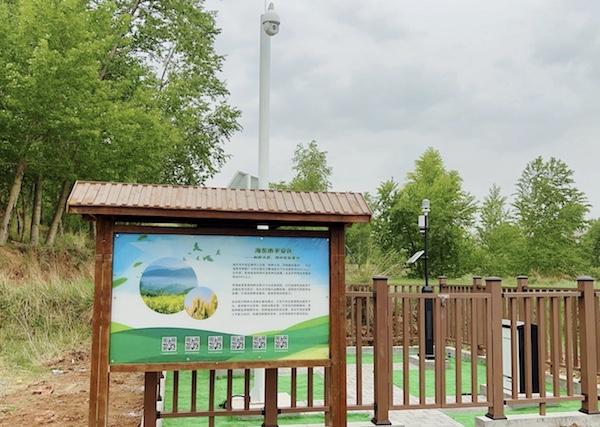 走進國家級油菜夏繁基地，感受科技賦能蓬勃動力